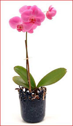  stanbul mraniye iek maazas , ieki adresleri  Phalaenopsis Orchid Plant