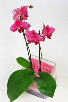  stanbul mraniye ieki maazas  tek dal cam yada mika vazo ierisinde orkide