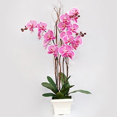  stanbul mraniye cicekciler , cicek siparisi  2 adet orkide - 2 dal orkide