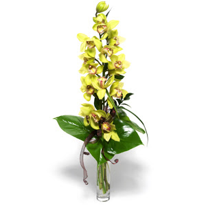  stanbul mraniye nternetten iek siparii  cam vazo ierisinde tek dal canli orkide