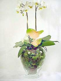  stanbul mraniye iek sat  Cam yada mika vazoda zel orkideler