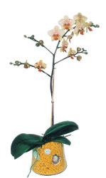  stanbul mraniye online iek gnderme sipari  Phalaenopsis Orkide ithal kalite