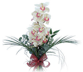  stanbul mraniye iek siparii sitesi  Dal orkide ithal iyi kalite