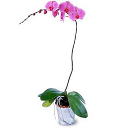  stanbul mraniye cicekciler , cicek siparisi  Orkide ithal kaliteli orkide 