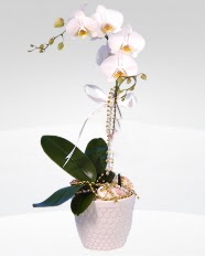 1 dall orkide saks iei  stanbul mraniye online ieki , iek siparii 