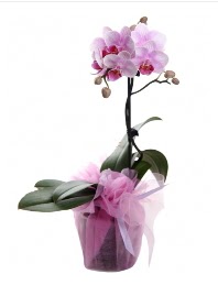 1 dal pembe orkide saks iei  stanbul mraniye kaliteli taze ve ucuz iekler 