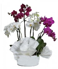 4 dal mor orkide 2 dal beyaz orkide  stanbul mraniye anneler gn iek yolla 