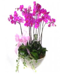 9 dal orkide saks iei  stanbul mraniye gvenli kaliteli hzl iek 