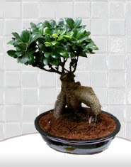 saks iei japon aac bonsai  stanbul mraniye kaliteli taze ve ucuz iekler 