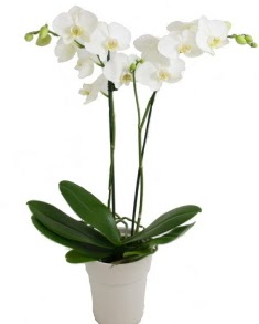 2 dall beyaz orkide  stanbul mraniye uluslararas iek gnderme 