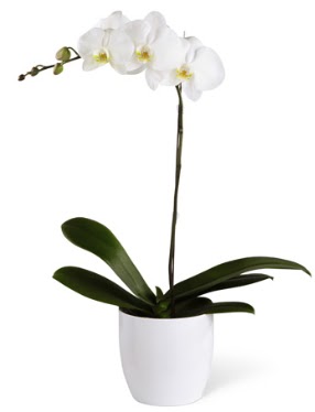 1 dall beyaz orkide  stanbul mraniye 14 ubat sevgililer gn iek 