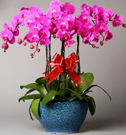 7 dall mor orkide  stanbul mraniye iek online iek siparii 