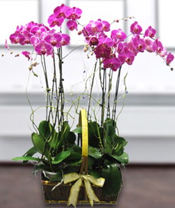 4 dall mor orkide  stanbul mraniye gvenli kaliteli hzl iek 