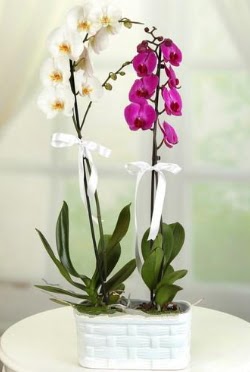 1 mor 1 dal beyaz thal orkide sepet ierisinde  stanbul mraniye iek maazas , ieki adresleri 