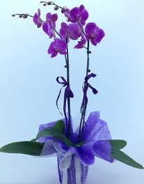 2 dall mor orkide  stanbul mraniye kaliteli taze ve ucuz iekler 