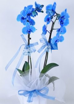 2 dall mavi orkide  stanbul mraniye internetten iek sat 