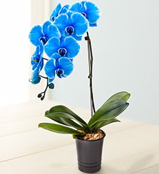 1 dall sper esiz mavi orkide  stanbul mraniye iek maazas , ieki adresleri 