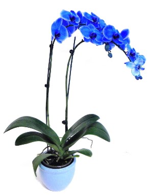 Seramikli 2 dall sper esiz mavi orkide  stanbul mraniye iek servisi , ieki adresleri 