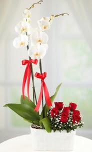 2 dall beyaz orkide ve 7 krmz gl  stanbul mraniye hediye iek yolla 