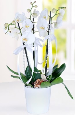 3 dall beyaz orkide  stanbul mraniye iek yolla 