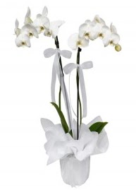 2 dall beyaz orkide  stanbul mraniye gvenli kaliteli hzl iek 