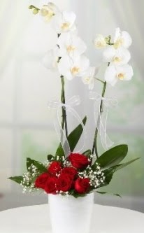 2 dall beyaz orkide 7 adet krmz gl  stanbul mraniye 14 ubat sevgililer gn iek 