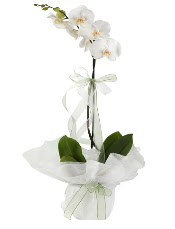 1 dal beyaz orkide iei  stanbul mraniye iek siparii vermek 