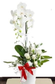 Tek dall beyaz orkide 5 beyaz gl  stanbul mraniye iek siparii sitesi 