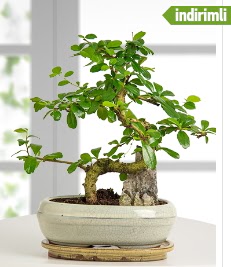 S eklinde ithal gerek bonsai japon aac  stanbul mraniye internetten iek sat 