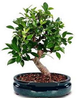 5 yanda japon aac bonsai bitkisi  stanbul mraniye anneler gn iek yolla 