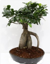 5 yanda japon aac bonsai bitkisi  stanbul mraniye internetten iek sat 