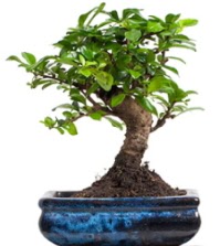 5 yanda japon aac bonsai bitkisi  stanbul mraniye iek sat 