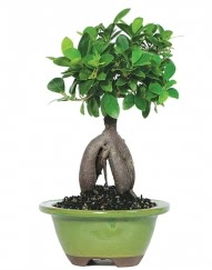 5 yanda japon aac bonsai bitkisi  stanbul mraniye cicek , cicekci 