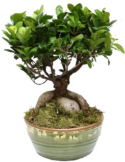 Japon aac bonsai saks bitkisi  stanbul mraniye nternetten iek siparii 