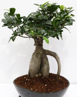 Japon aac bonsai saks bitkisi  stanbul mraniye iek yolla 