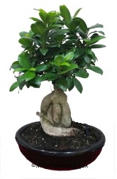 Japon aac bonsai saks bitkisi  stanbul mraniye ucuz iek gnder 