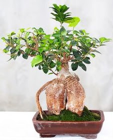 Japon aac bonsai saks bitkisi  stanbul mraniye ucuz iek gnder 