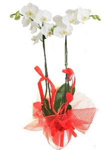 2 dall beyaz orkide bitkisi  stanbul mraniye uluslararas iek gnderme 