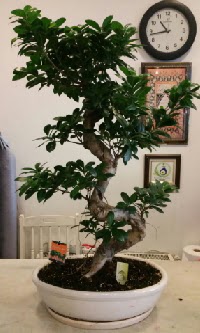 100 cm yksekliinde dev bonsai japon aac  stanbul mraniye nternetten iek siparii 