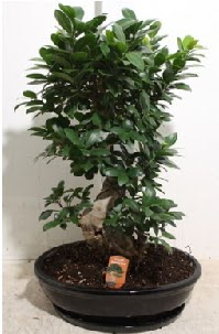 75 CM Ginseng bonsai Japon aac  stanbul mraniye hediye iek yolla 