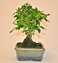 Zelco bonsai saks bitkisi  stanbul mraniye iek servisi , ieki adresleri 