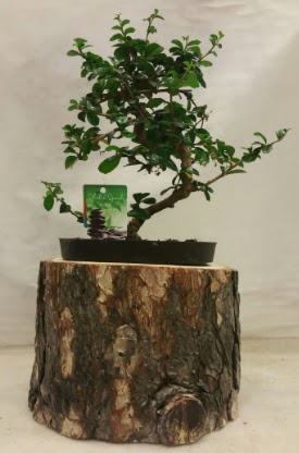 Doal ktk iinde bonsai japon aac  stanbul mraniye nternetten iek siparii 