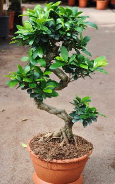 Orta boy bonsai saks bitkisi  stanbul mraniye internetten iek siparii 