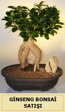 thal Ginseng bonsai sat japon aac  stanbul mraniye iek siparii sitesi 