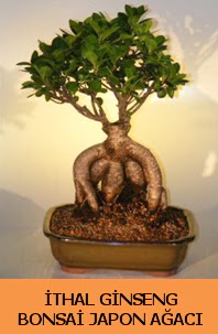 thal japon aac ginseng bonsai sat  stanbul mraniye nternetten iek siparii 