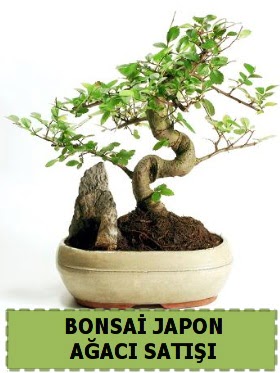 Bonsai japon  aac sat Minyatr thal  stanbul mraniye internetten iek siparii 