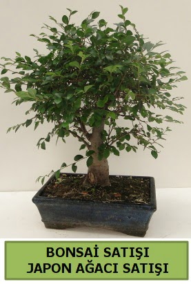 Minyatr bonsai japon aac sat  stanbul mraniye iek gnderme sitemiz gvenlidir 