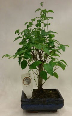 Minyatr bonsai japon aac sat  stanbul mraniye ieki telefonlar 