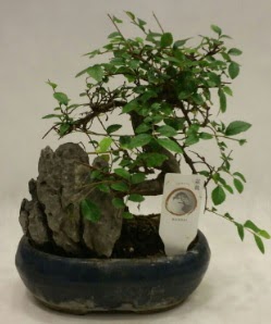 thal 1.ci kalite bonsai japon aac  stanbul mraniye iek sat 