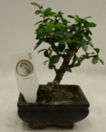Kk minyatr bonsai japon aac  stanbul mraniye iek gnderme 